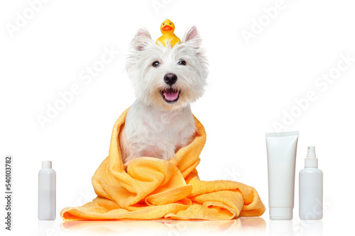 Happy west highland terrier after bathing