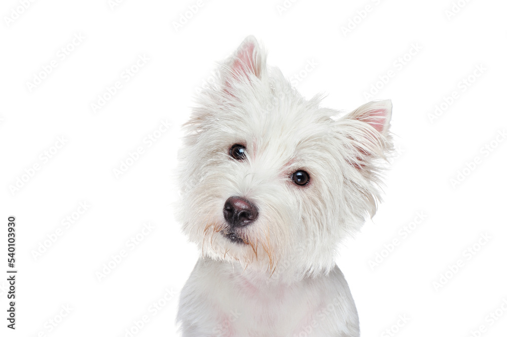 West highland terrier looking into the camera West highland terrier looking into the camera