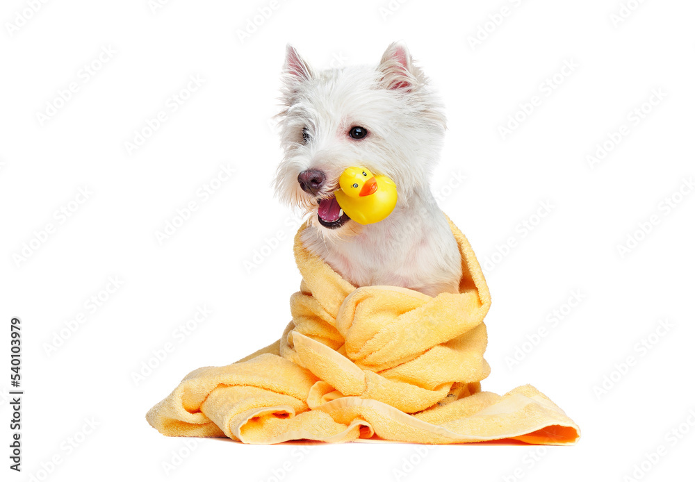 White dog after bathing holding rubber duck in the mouth