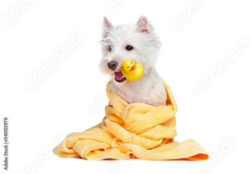 White dog after bathing holding rubber duck in the mouth