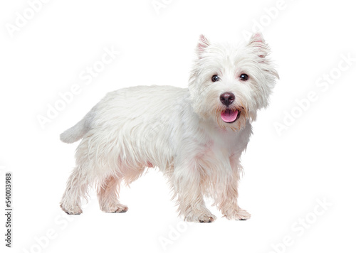 White west highland terrier puppy against white background