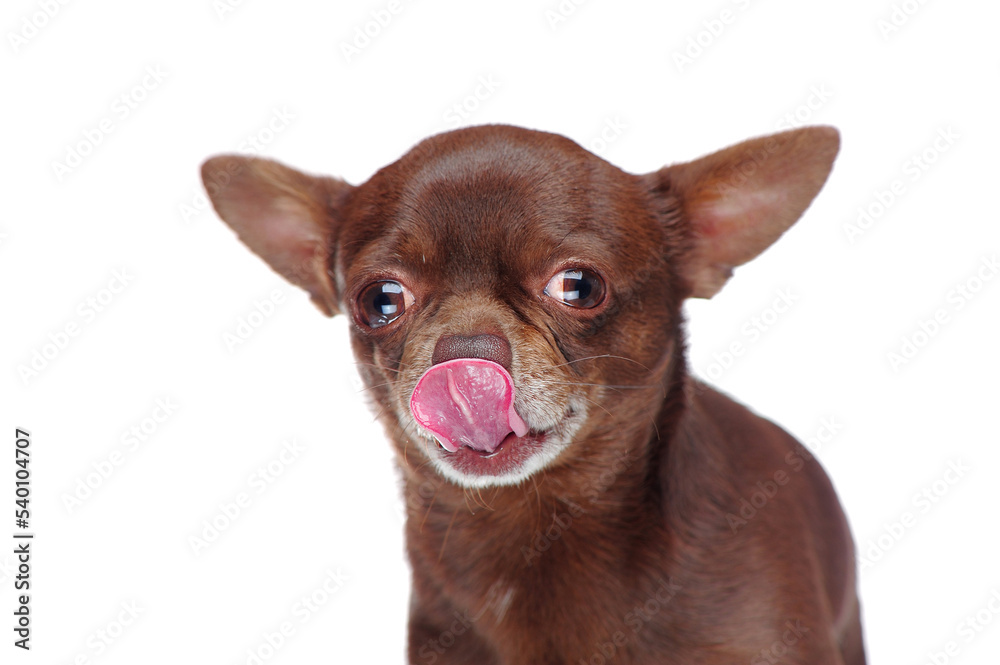 Headshot of a hungry chihuahua licking nose Headshot of a hungry chihuahua licking nose