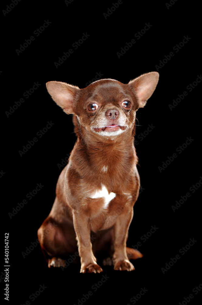 Pretty chocolate chihuahua dog at the black background