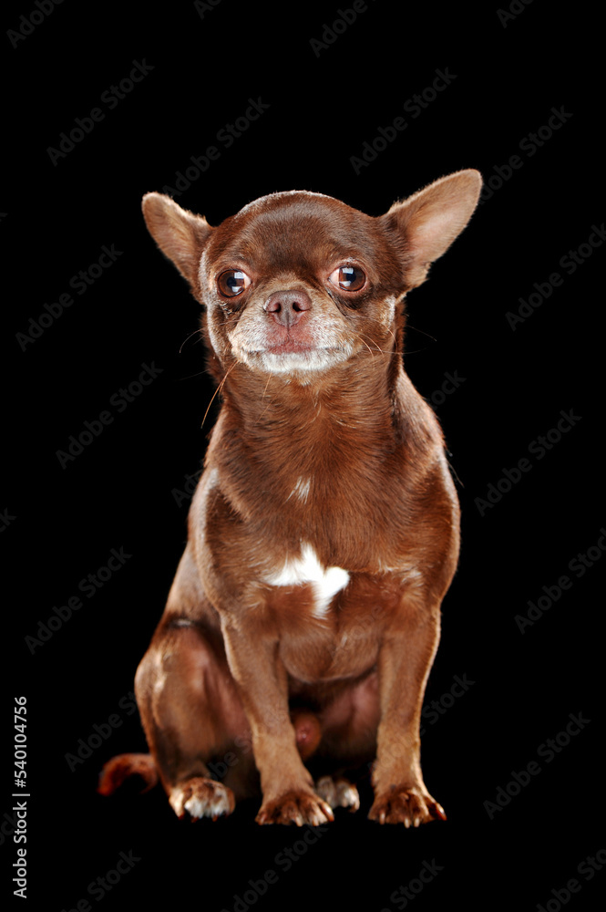 Serious chihuahua dog against black background Serious chihuahua dog against black background