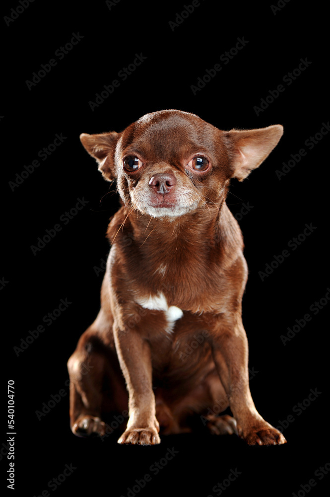Sitting brown mini chihuahua in a black studio Sitting brown mini chihuahua in a black studio