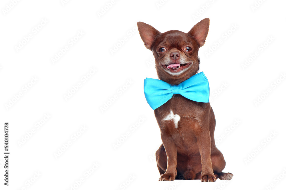 Smiling mini chihuahua dog wearing blue tie Smiling mini chihuahua dog wearing blue tie