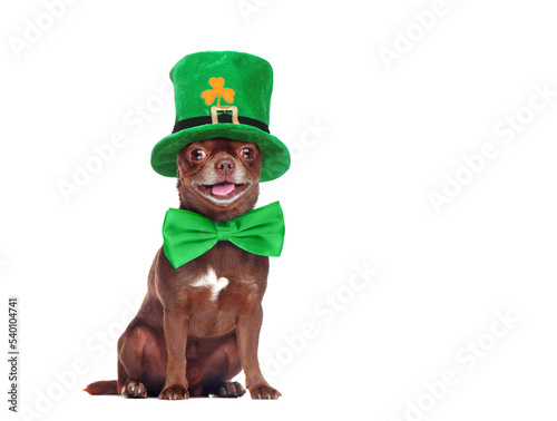 Pretty chihuahua dressed for saint Patrick carnival photo