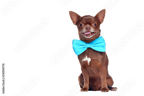 Smiling mini chihuahua dog wearing blue tie