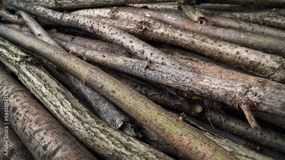 Cut branches. Stack of branches. Wood for a fire. A pile of firewood