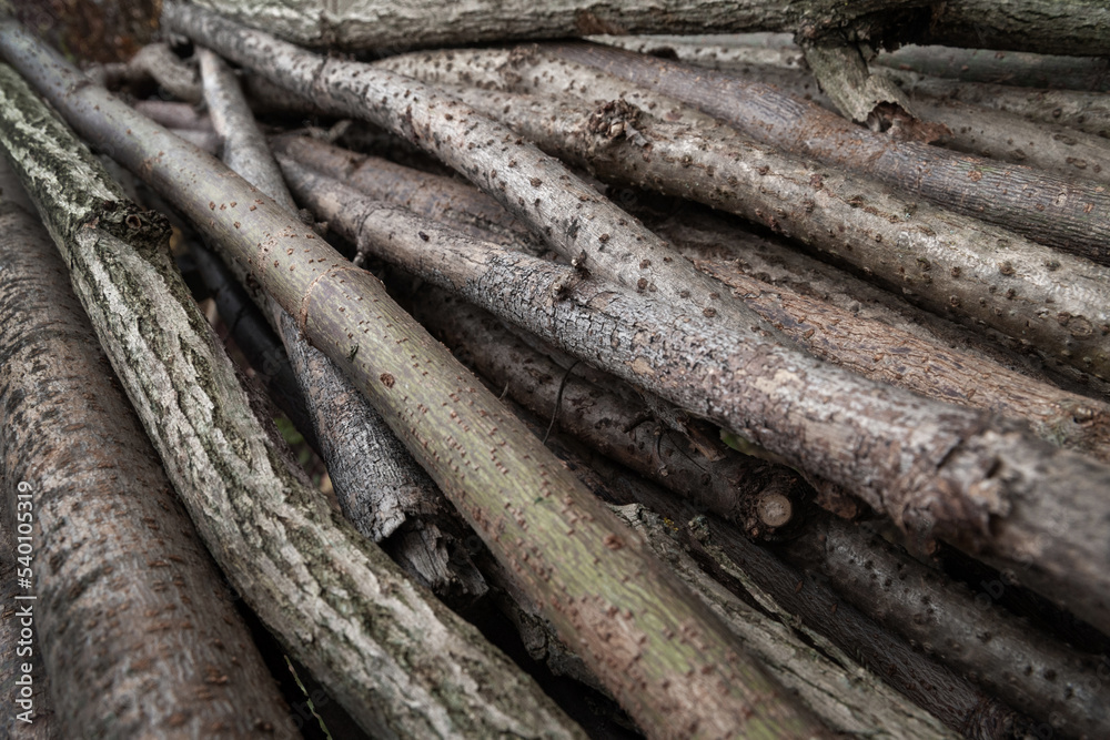 Cut branches. Stack of branches. Firewood for a fire. A bunch of wood Cut branches. Stack of branches. Firewood for a fire. A bunch of wood