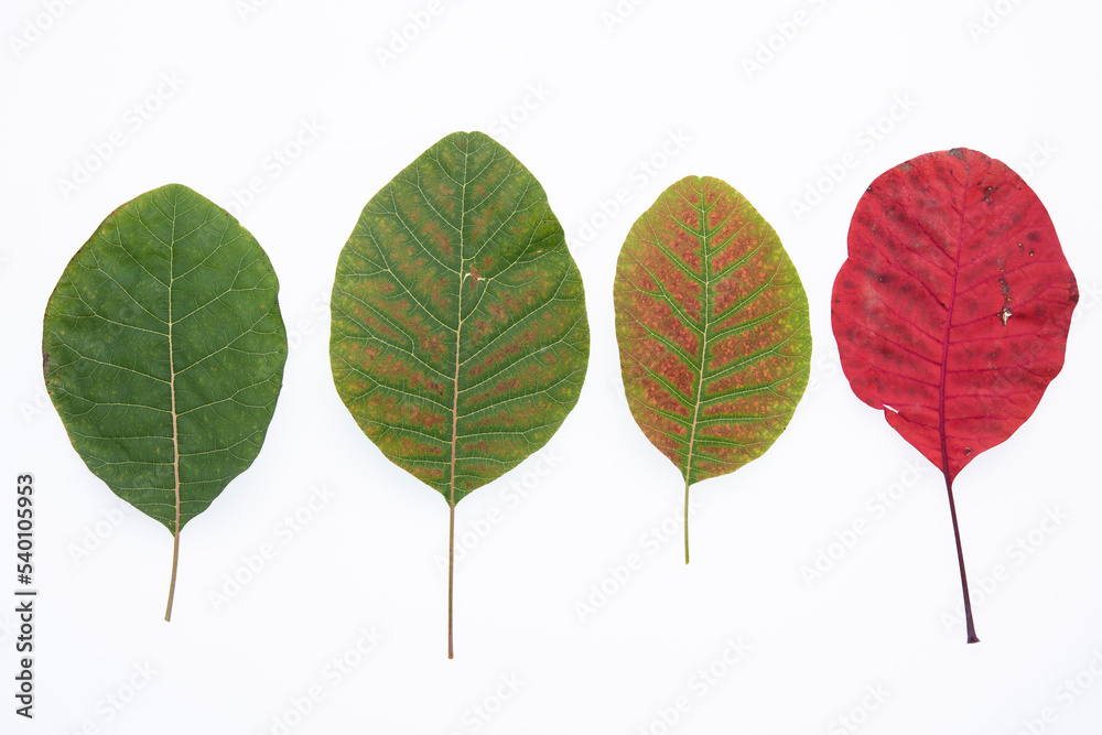 Fototapeta premium cotinus coggyria leaves from green to red on white background