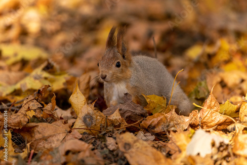 squirrel in autumn foliage