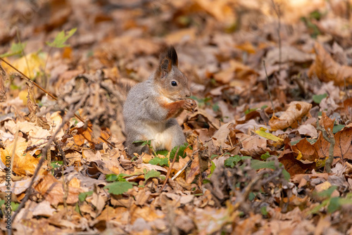 squirrel in autumn foliage