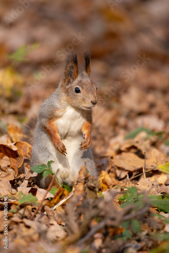 squirrel in autumn foliage