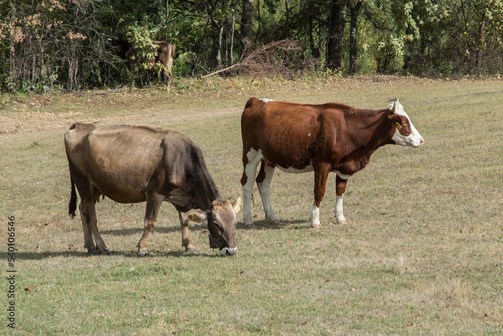 Fototapeta premium Herd of cows grazing on mountain meadow on sunny day