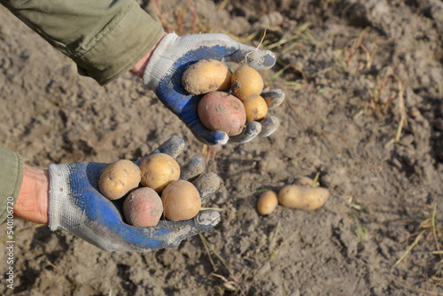 Dug potatoes in the peasant's garden. Rural life. Potato harvest. 