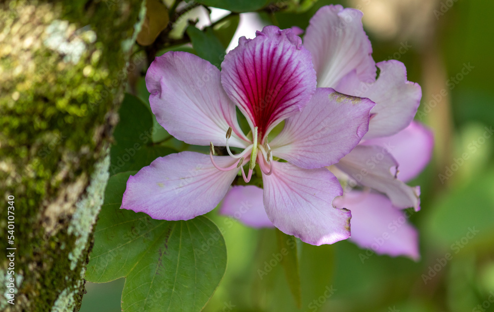 Photography of beautiful plants in the garden. Photography of beautiful plants in the garden.