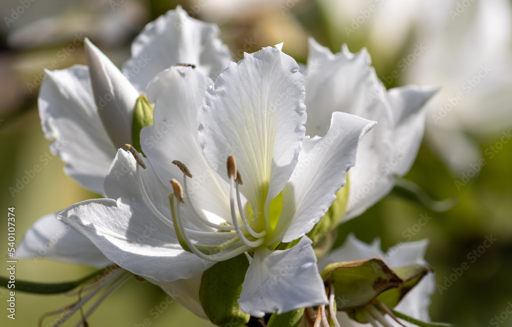 Photography of beautiful plants in the garden. Photography of beautiful plants in the garden.