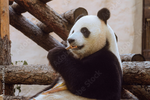 Giant panda eating bamboo © nskyr2