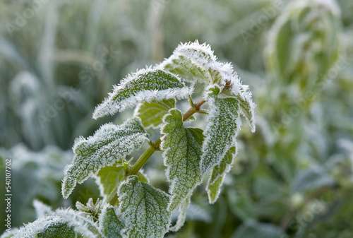 green nettle