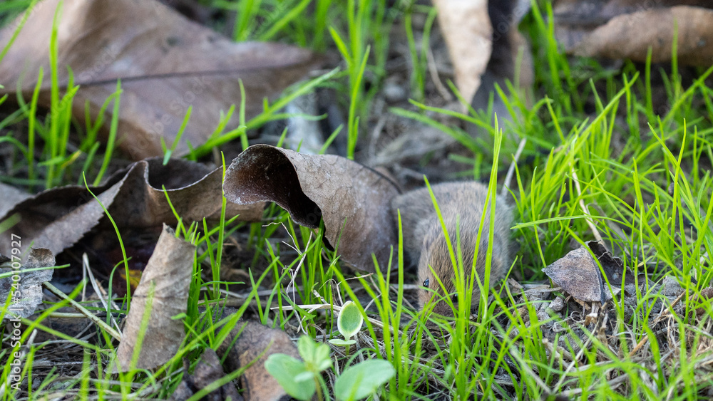 rodent in the grass