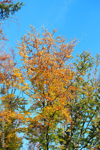 botanical garden in early autumn