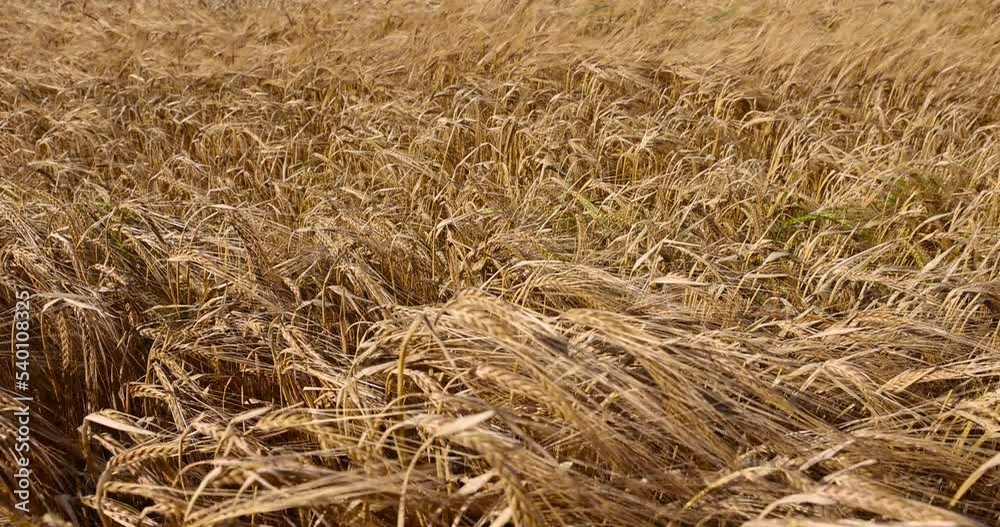 An agricultural field where wheat is grown necessary for making bread, a field with cereals during ripening An agricultural field where wheat is grown necessary for making bread, a field with cereals during ripening