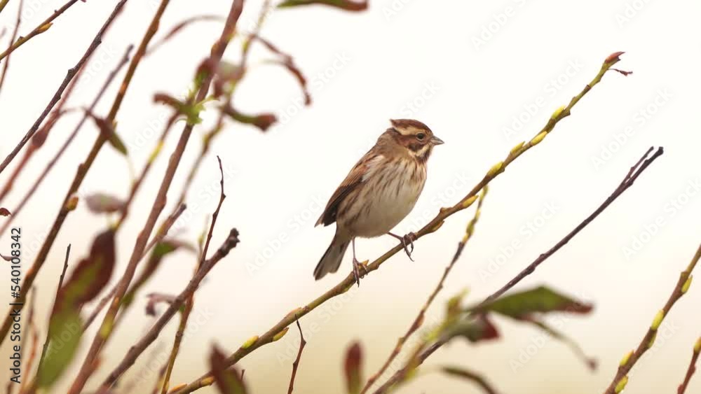 A common reed bunting (Emberiza schoeniclus) sitting in a shrub in the dunes A common reed bunting (Emberiza schoeniclus) sitting in a shrub in the dunes