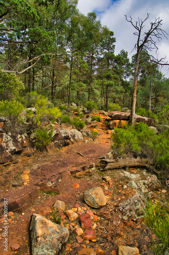 Walking track through the forest at the foot of Wilpena Pound in Flinders Ranges National Park, South Australia

