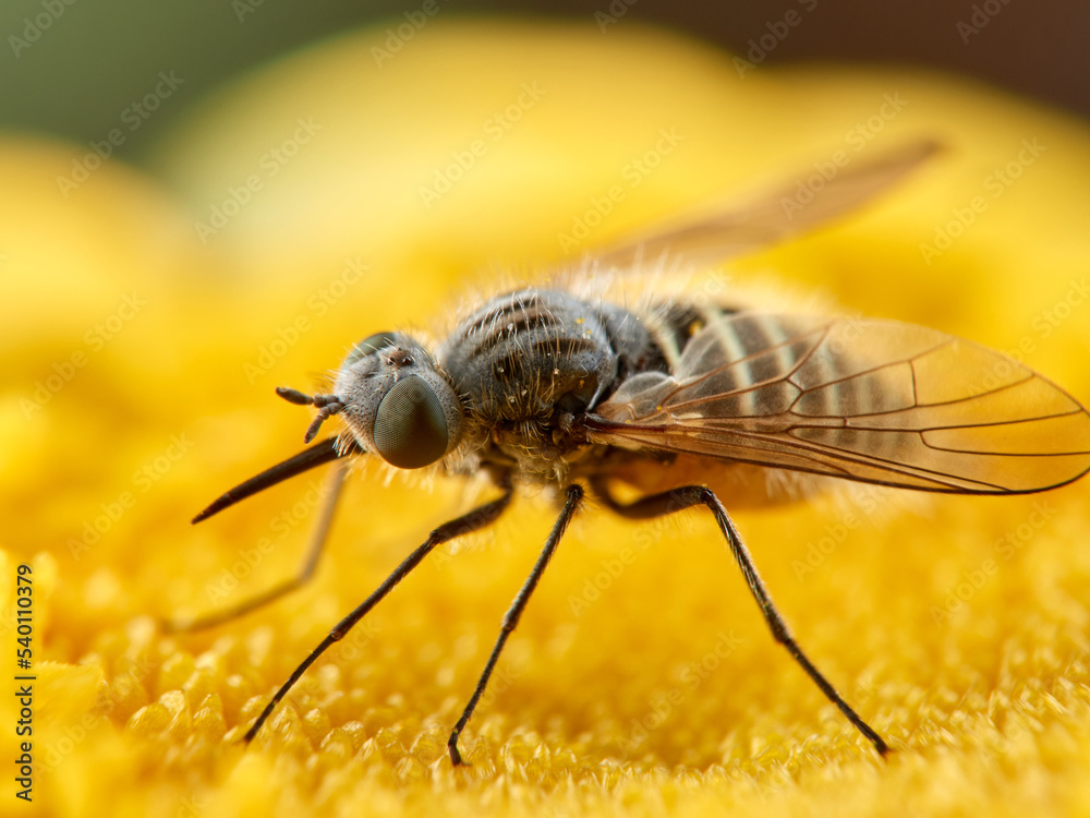 Bee Flies on a flower. Genus Parageron. Bee Flies on a flower. Genus Parageron.