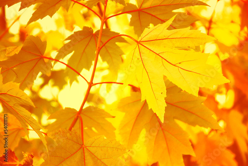 Close-up view of an autumn maple leaves in sunlight, soft sunny bokeh. Beautiful fall background.
