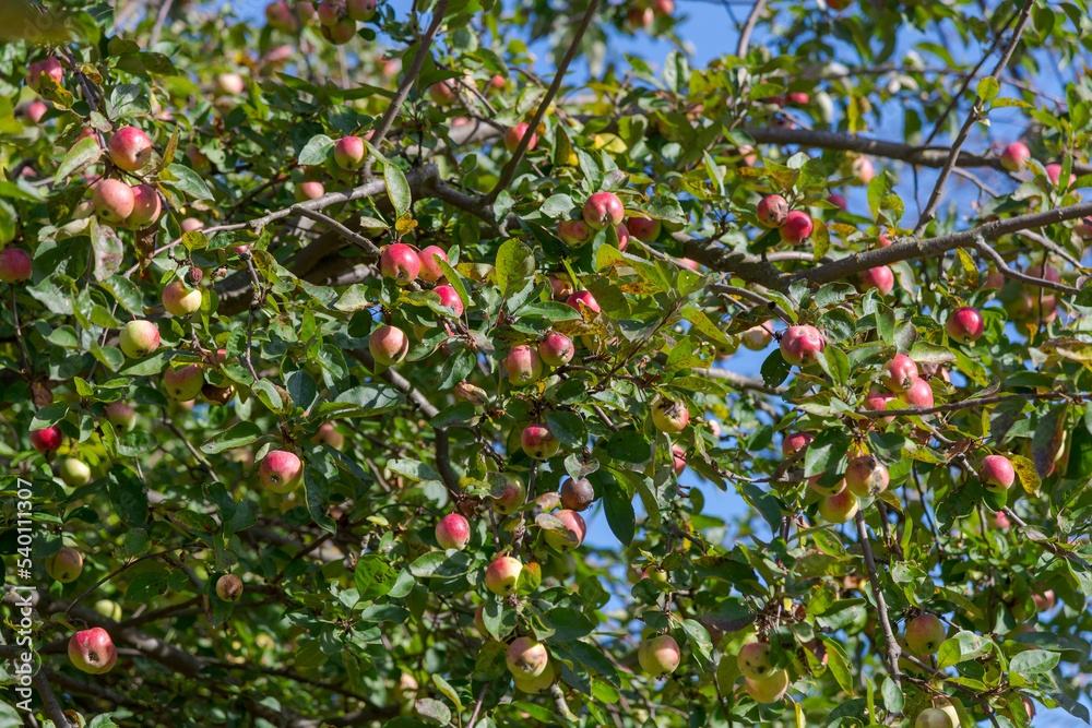 Red and green apples hangs on the branch of apple tree in orchard in autumn sunny day. Selective focus. Natural organic food theme. Red and green apples hangs on the branch of apple tree in orchard in autumn sunny day. Selective focus. Natural organic food theme.