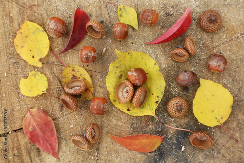 Edible acorns among yellow and red autumn leaves on oak wood.