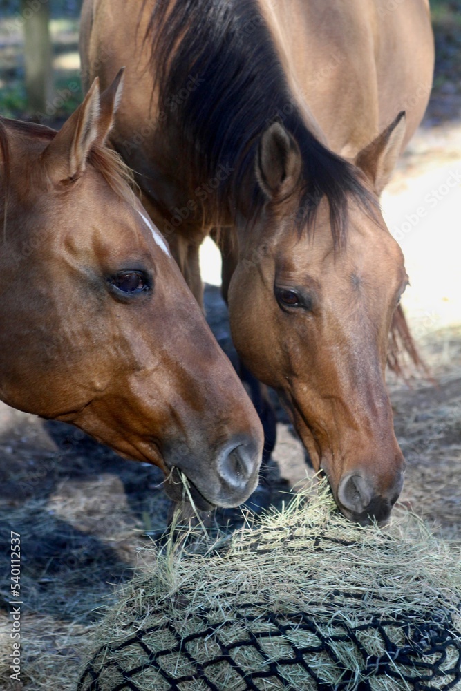 Fototapeta premium Horse Friends Eating Hay Together