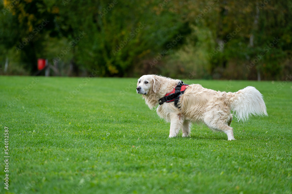 golden retriever running in the park golden retriever running in the park