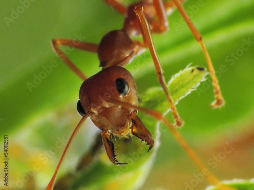  close-up of weaver ants farming the aphids colony  © Indra