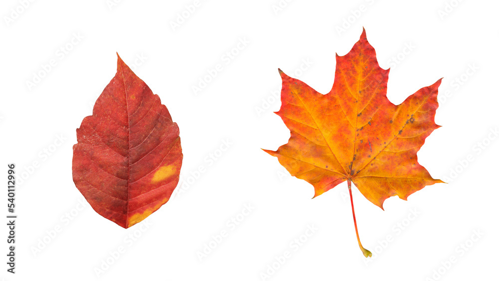 Fototapeta premium Autumn red and golden single leaves png without background