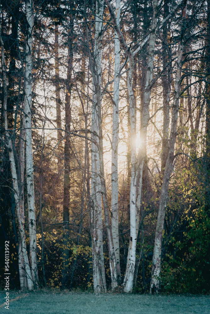 Fototapeta premium Vintage tone sun poking through forest of Alaska white birch or paper birch in early morning in Anchorage, AK