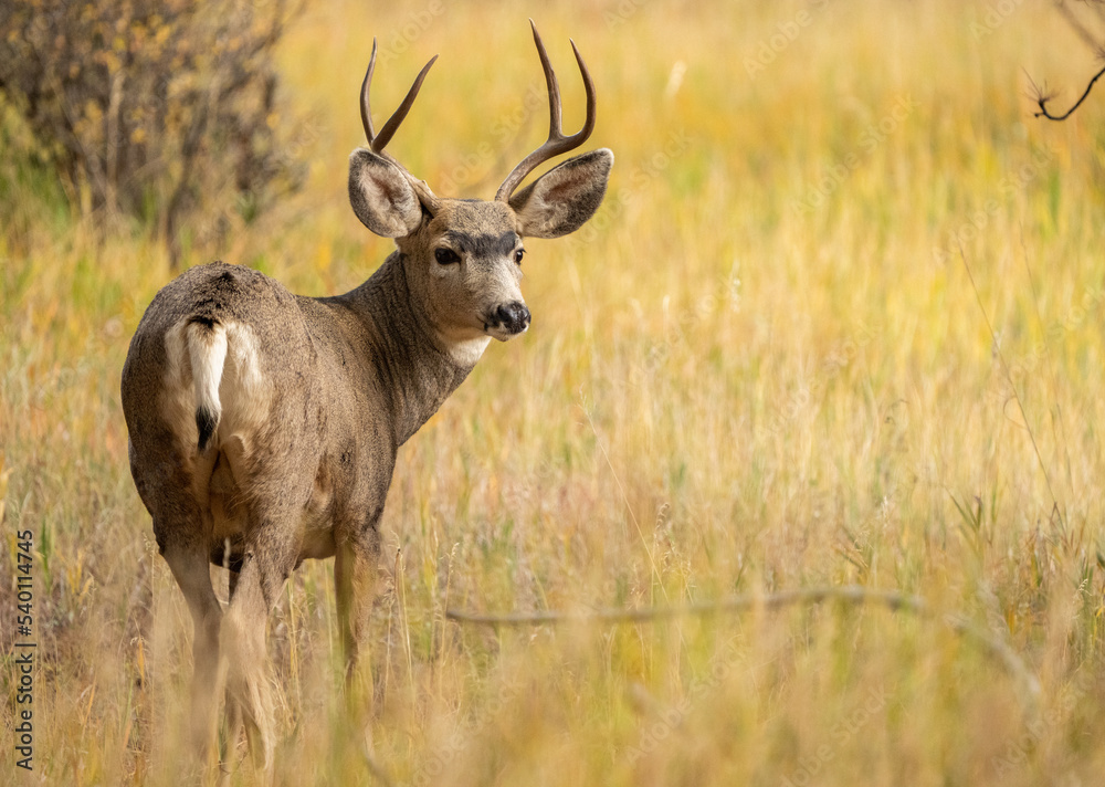 Mule Deer Buck in Rocky Mountain National Park Mule Deer Buck in Rocky Mountain National Park
