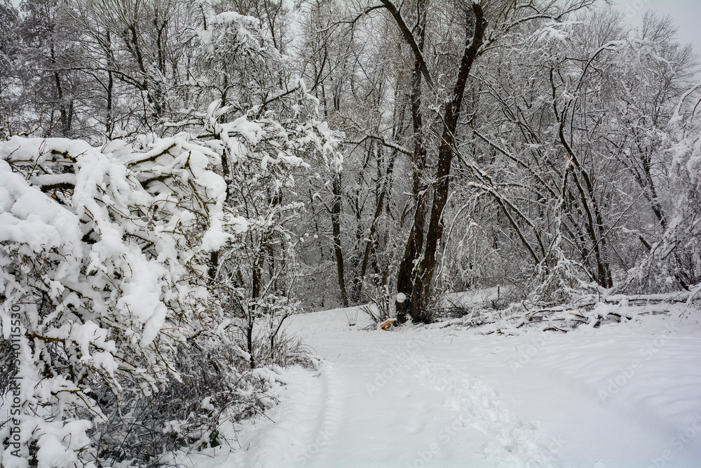In the forest with snow In the forest with snow