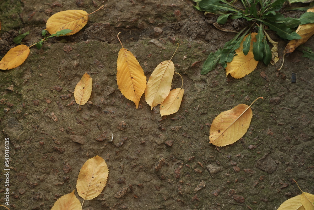 Yellow autumn leaves on the ground Yellow autumn leaves on the ground