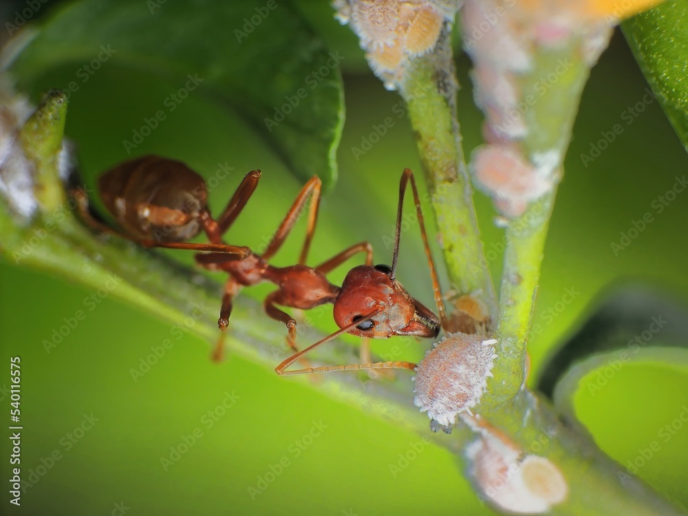 close-up of weaver ants farming the aphids colony