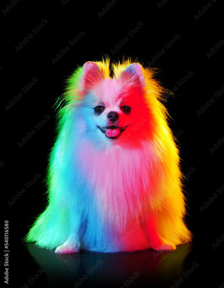 Creative colorful lightning portrait of a long haired spitz