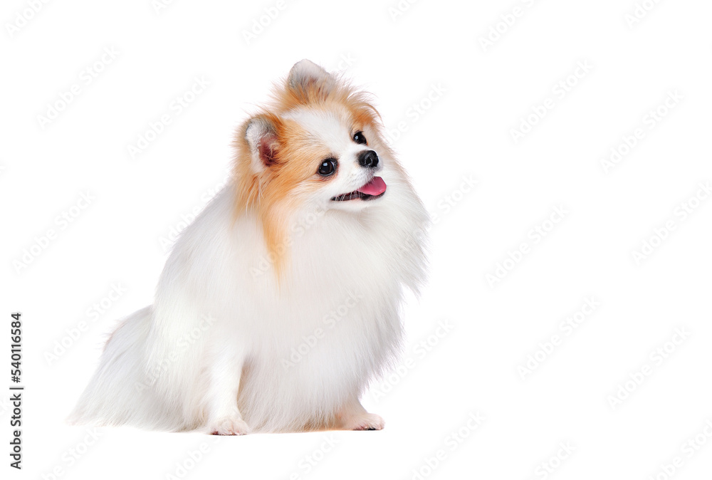 Obraz premium Curious spitz looking to the copy space area