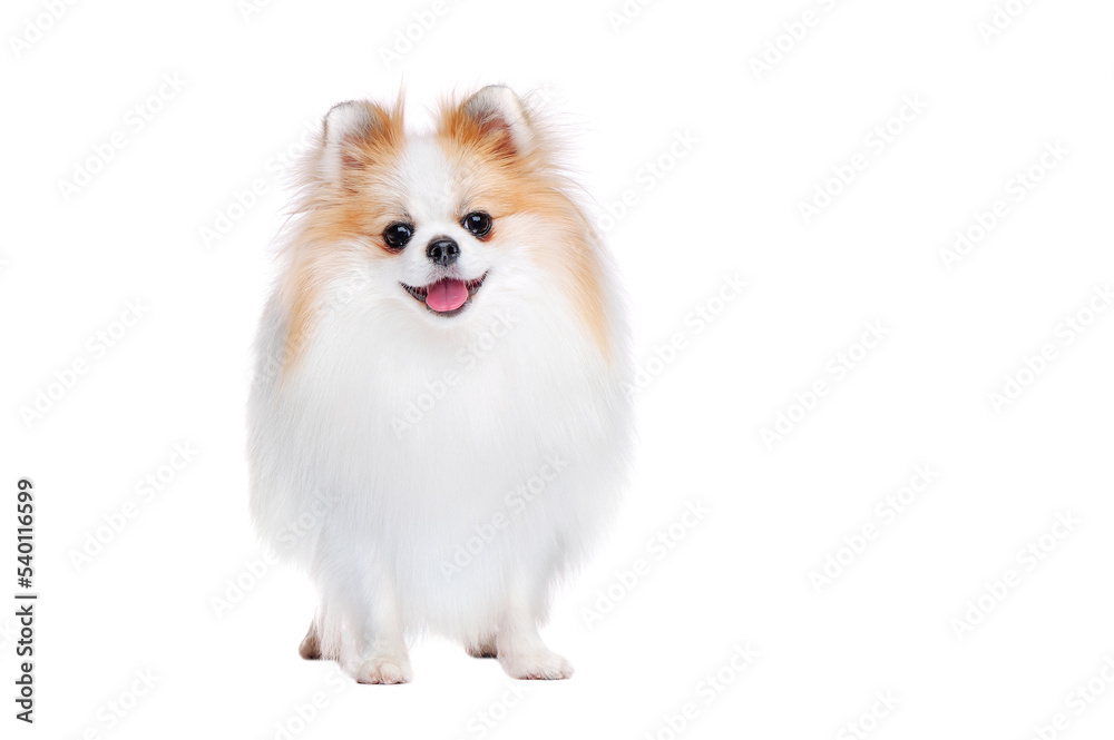 Obraz premium Front view picture of standing spitz against white background