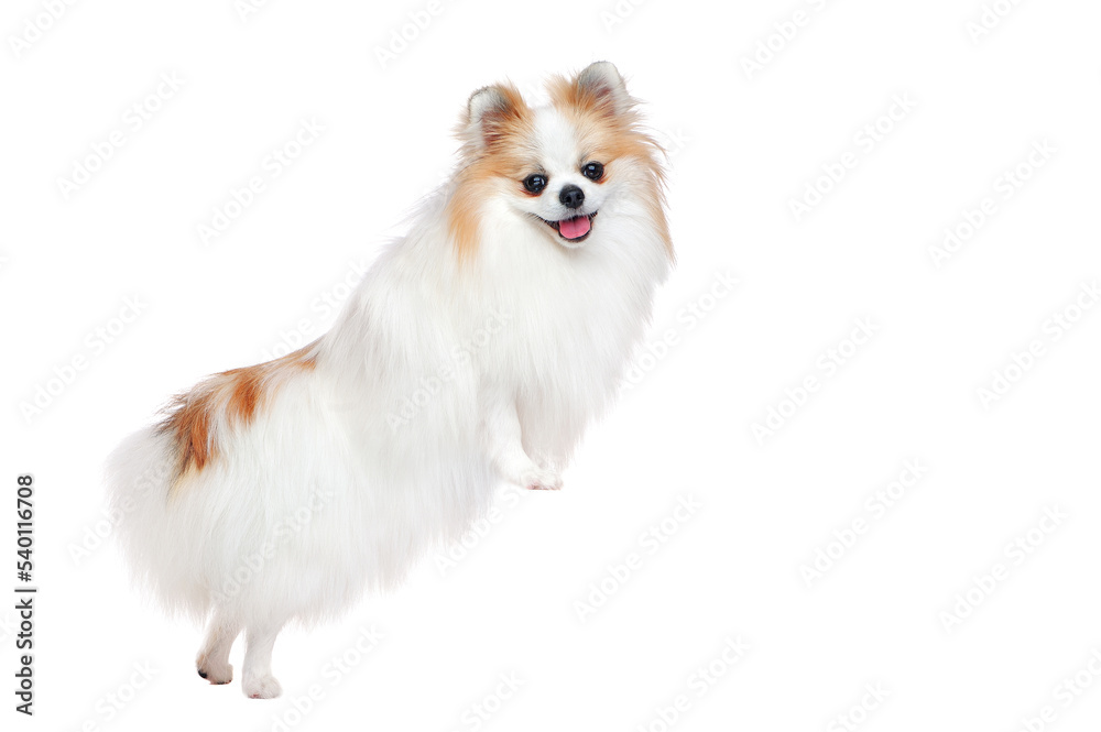 Fototapeta premium Pretty white spitz standing on blank board