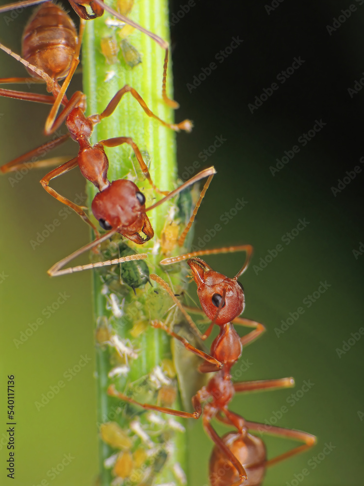 close-up of weaver ants farming the aphids colony close-up of weaver ants farming the aphids colony