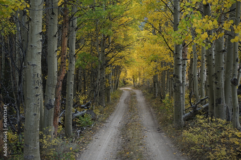 Fototapeta premium Eastern Sierra Aspens
