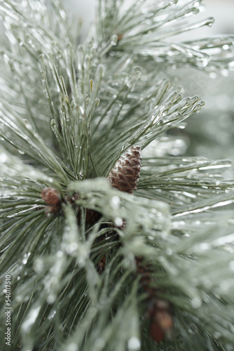 pine branches with icy needles and cones. beautiful pine tree in winter. sleet.