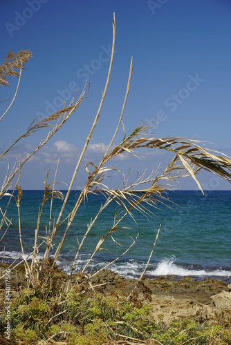 Sunny autumn day on the Aegean Sea. Dry plants in the foreground. Horizon and waves